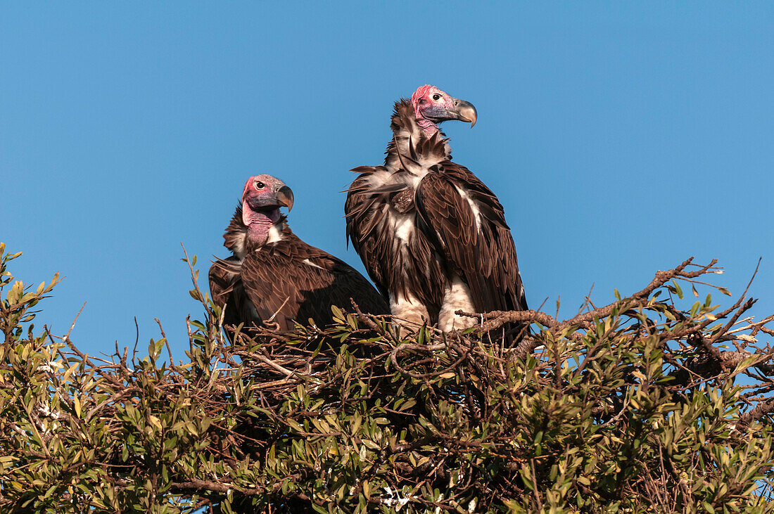 Two lappet-faced vultures in their nest