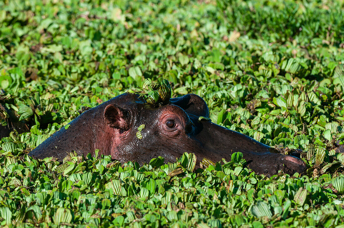 Hippo peering from a plant-covered pool