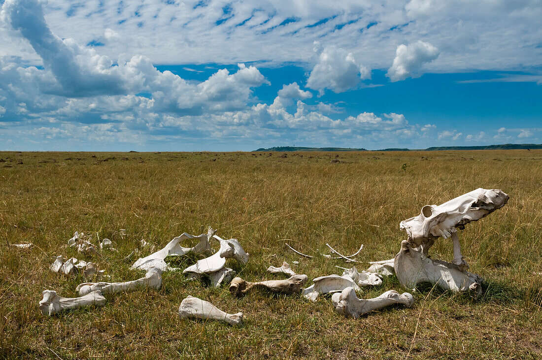 Hippopotamus skeleton lying in the Maasai Mara plains, Kenya