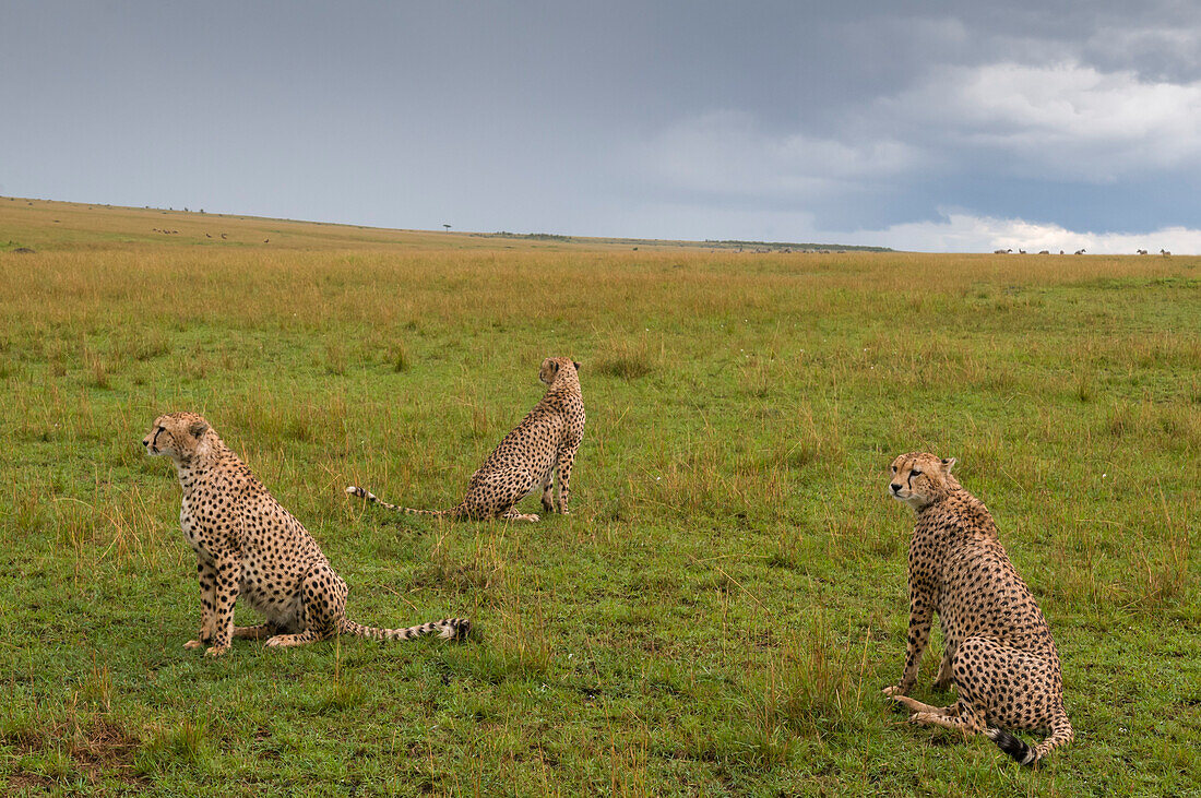 Three cheetah brothers on the Masai Mara plains, Kenya