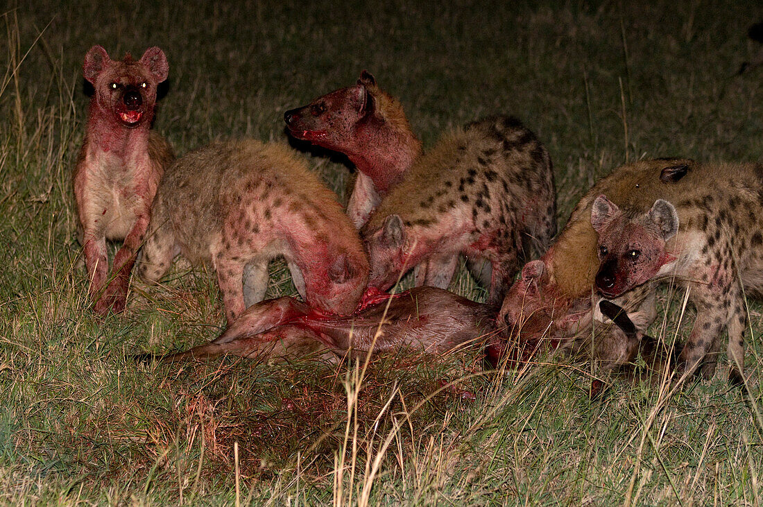 Spotted hyenas feeding on a wildebeest at night