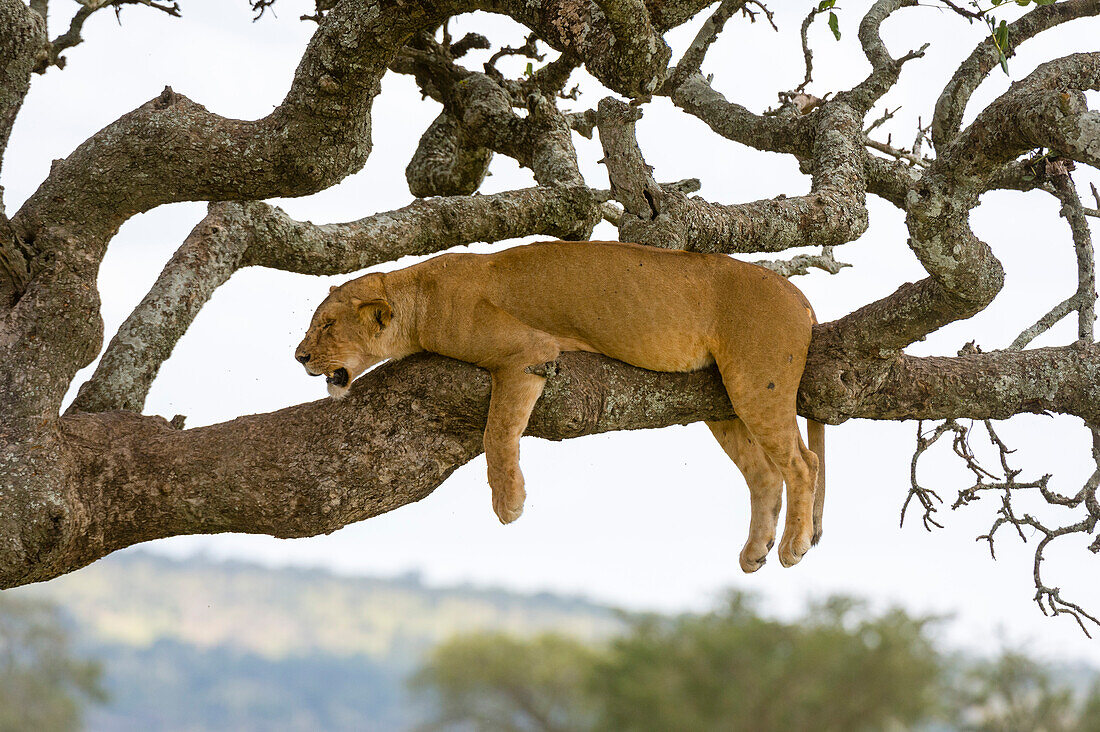 Lioness resting in a sausage tree (Kigalia africana)