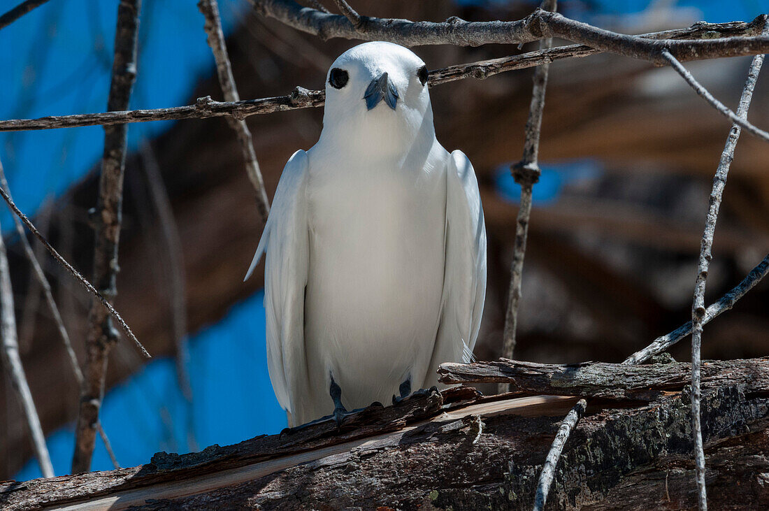 Common white tern on a tree branch