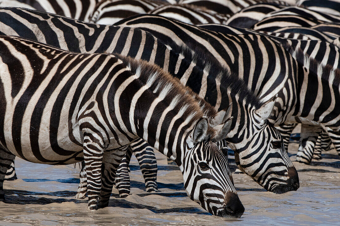 Herd of Burchell's zebras drinking at Hidden Valley lake, Tanzania