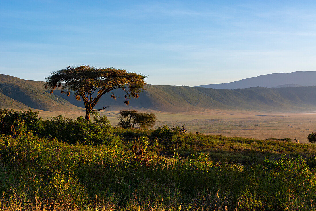 Ngorongoro crater, Tanzania