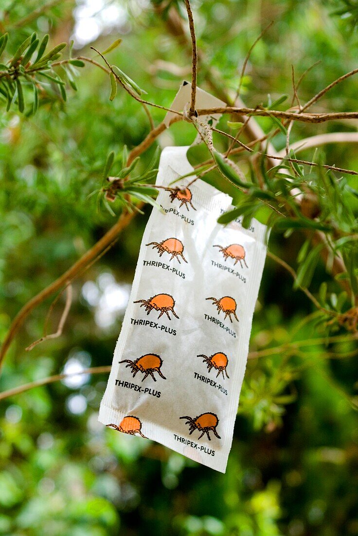 Biological control mite sachet in a tree