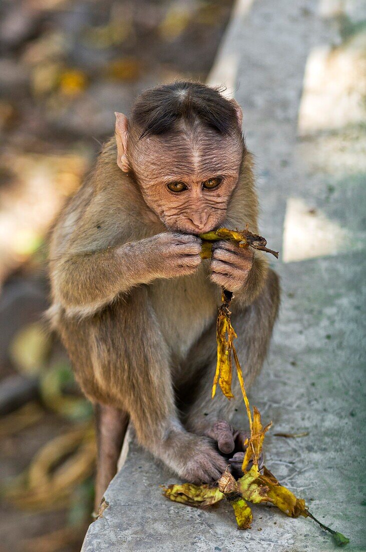 Monkey eating banana remnants