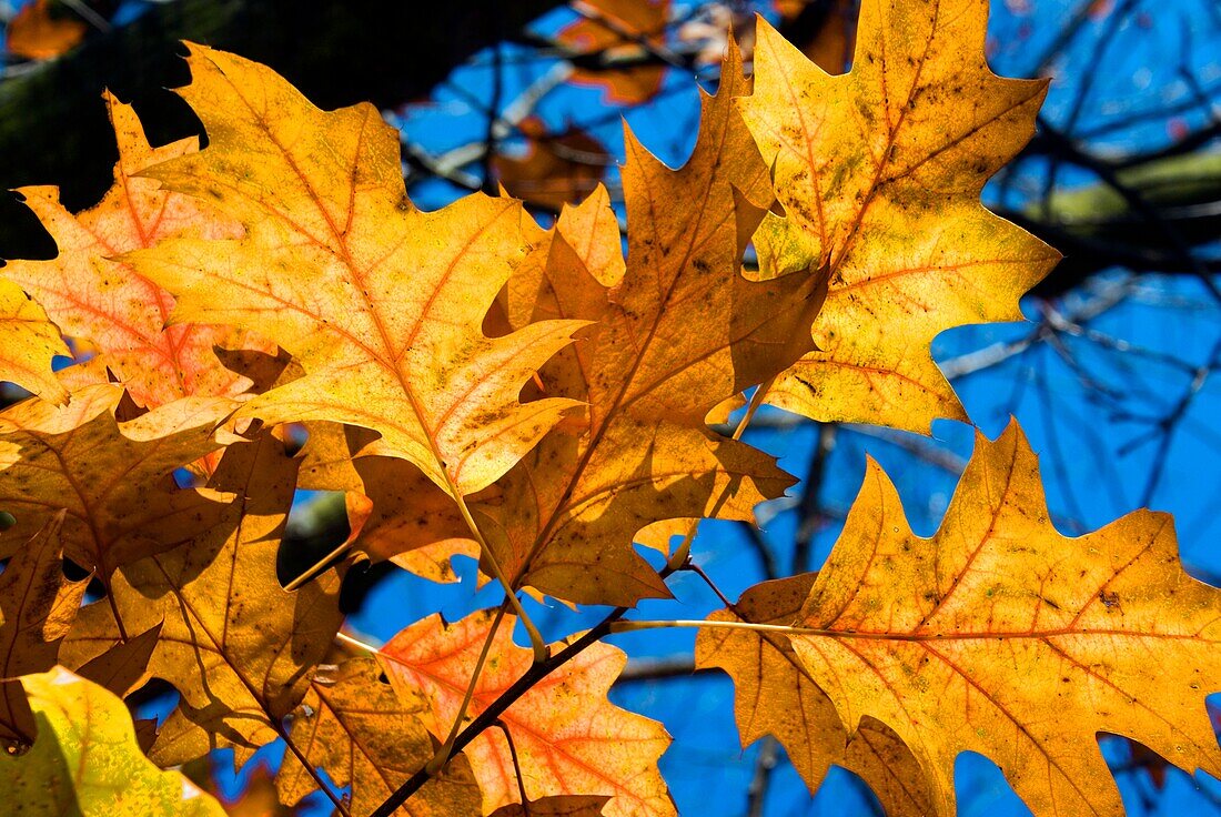 Oak leaves in autumn