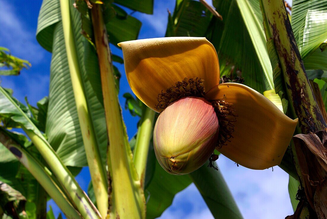 Banana flower