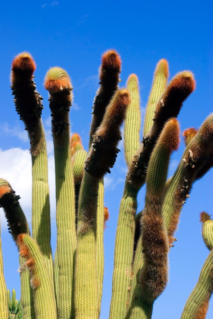 Orange fury cactus