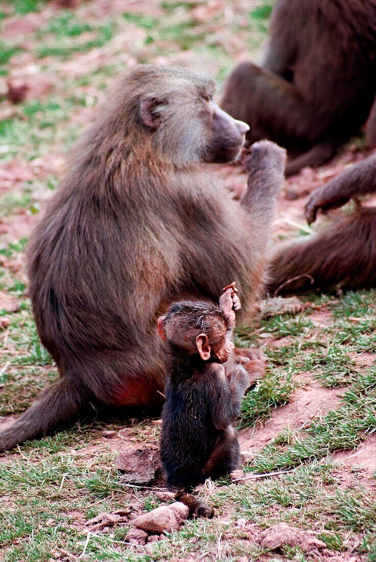 Baboon and baby in South Lakes zoo
