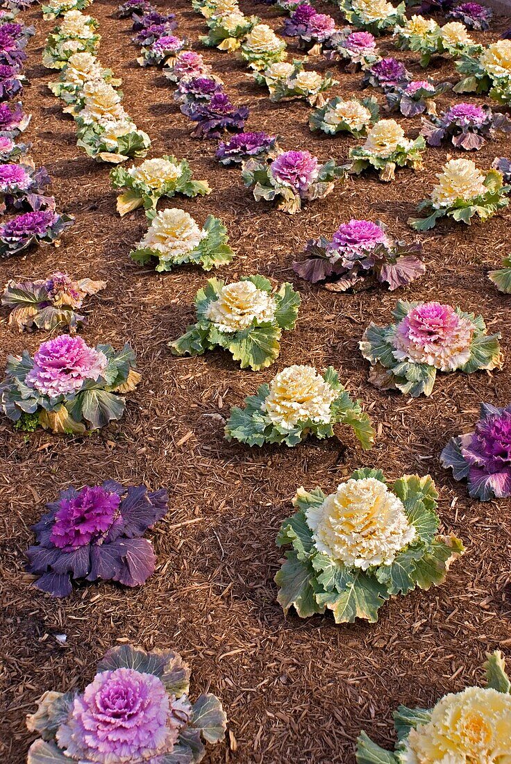 Ornamental cabbages in Washington