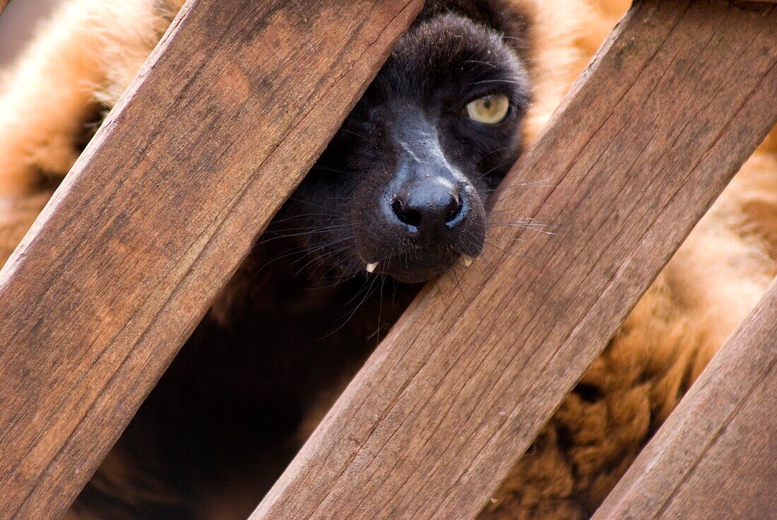 Lemur peering through fence.