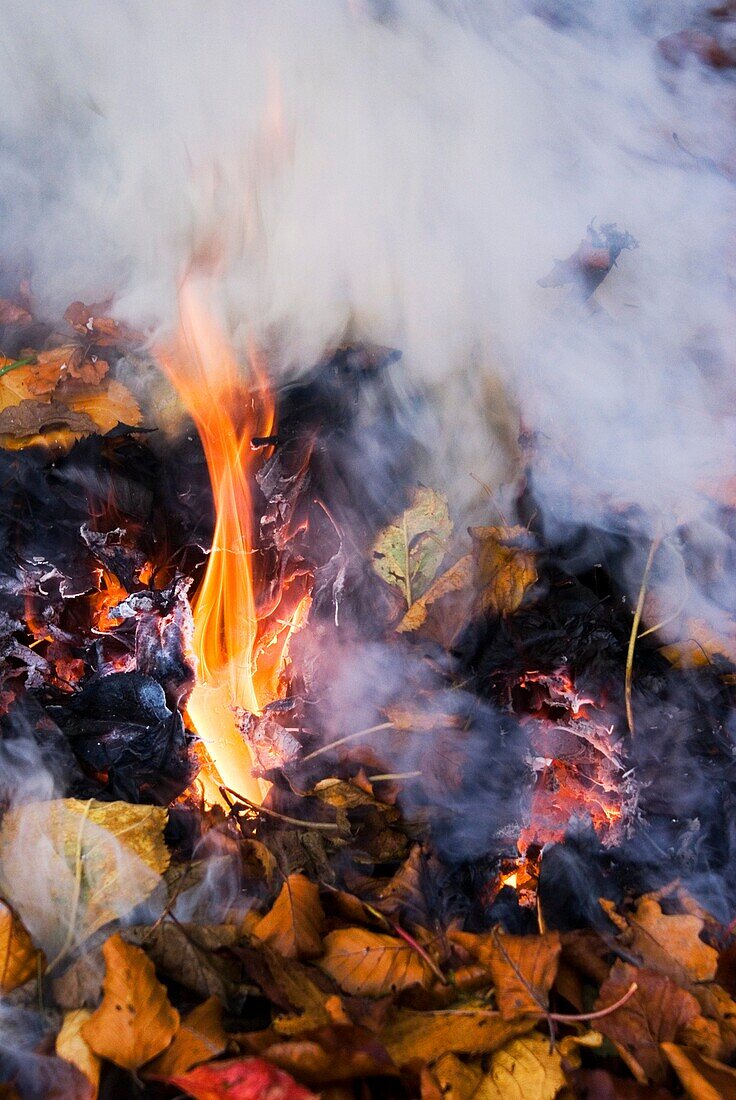 Bonfire flames