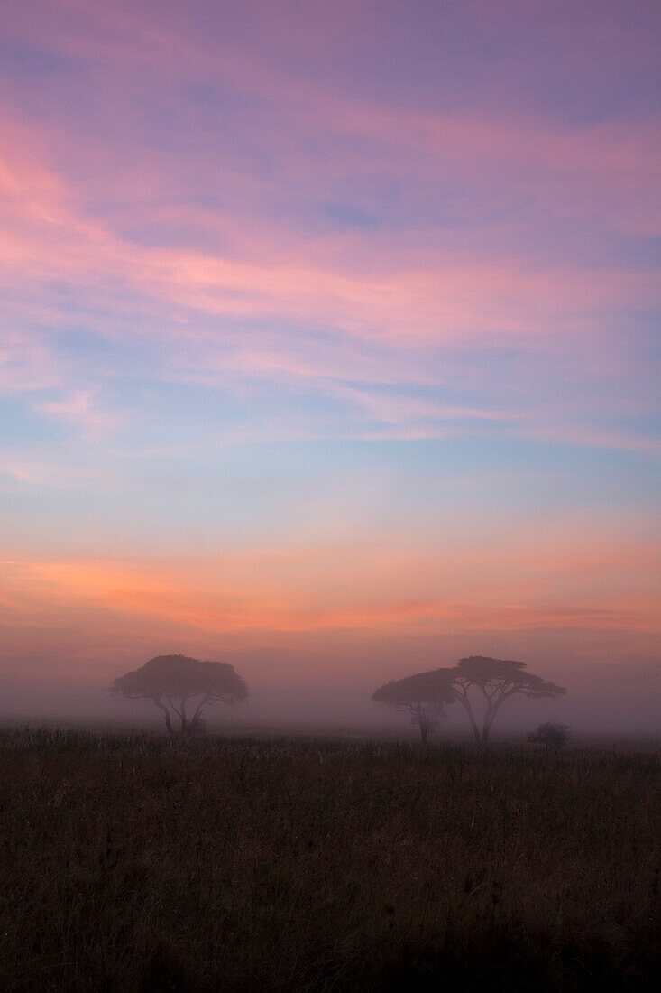 Sunrise over acacia trees