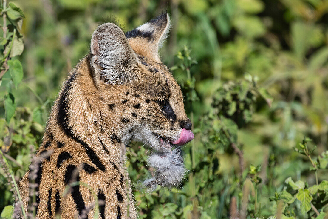Serval after feeding on a hare