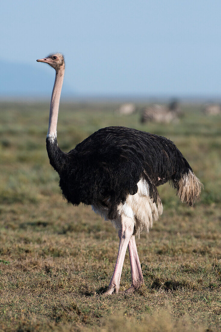 Male ostrich in Ndutu plains, Tanzania