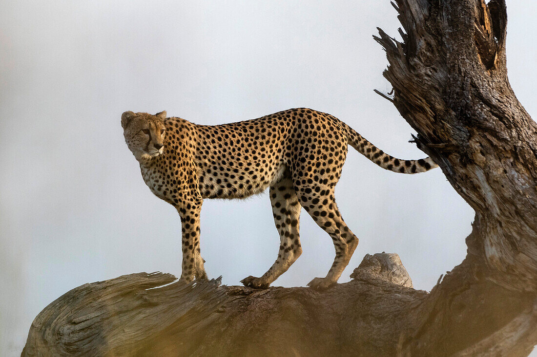 Cheetah surveying the savannah from a dead tree