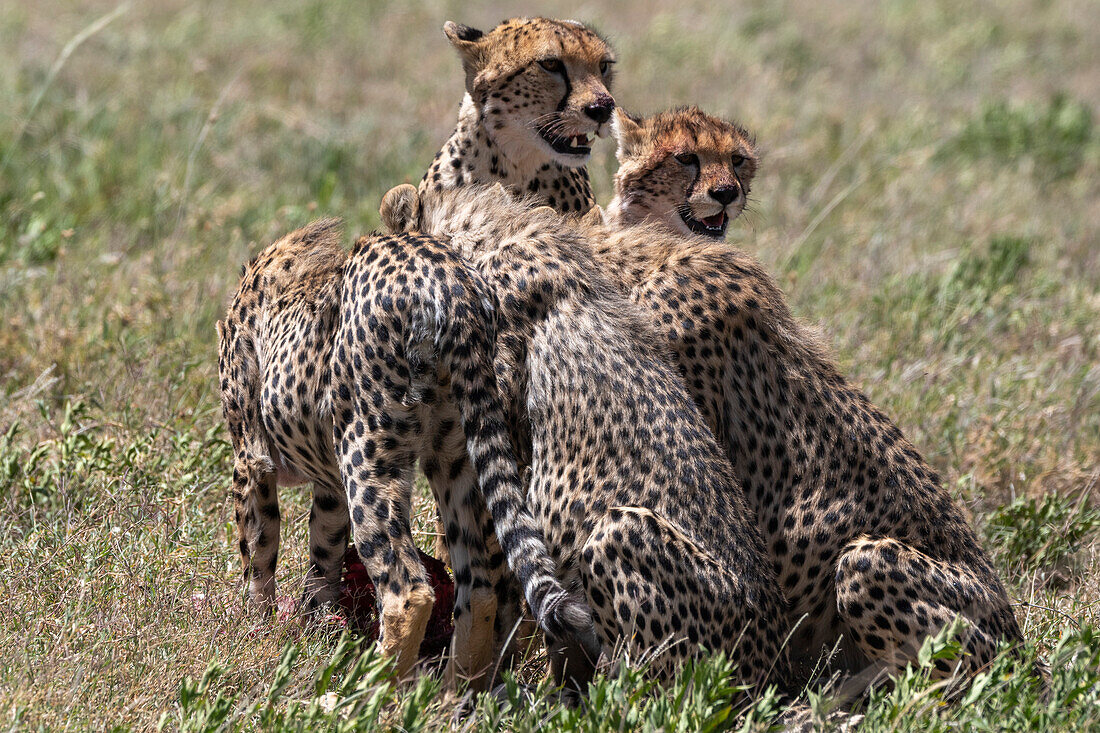 Female cheetah with four cubs feeding