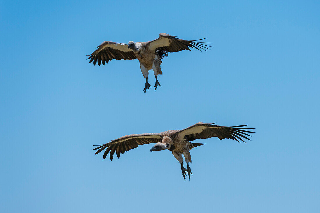 Two white-backed vultures in flight
