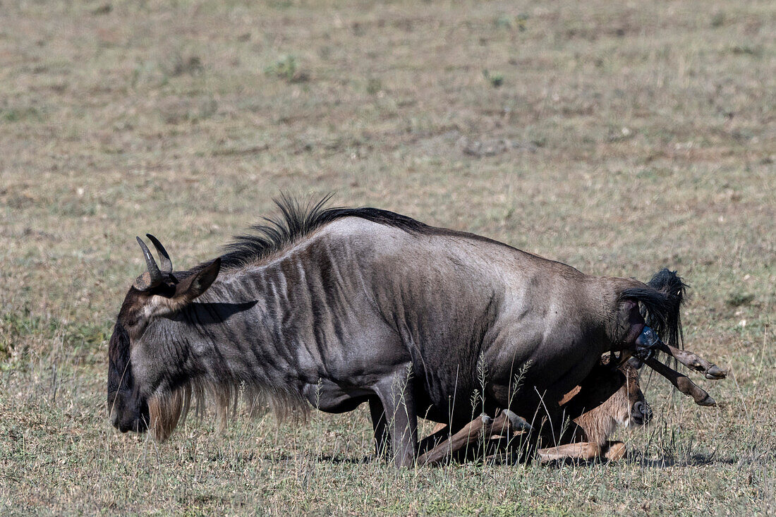 Wildebeest giving birth