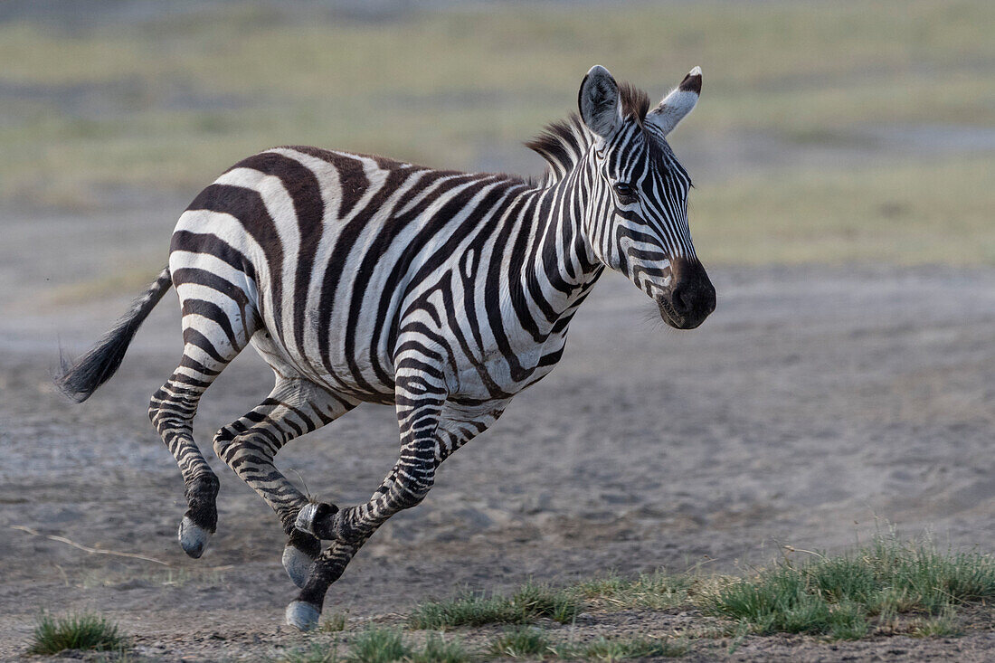 Young Burchell's zebra running