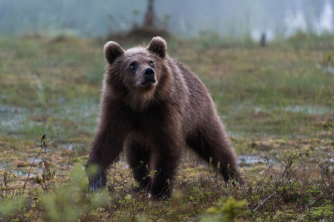 Juvenile European brown bear walking and looking up