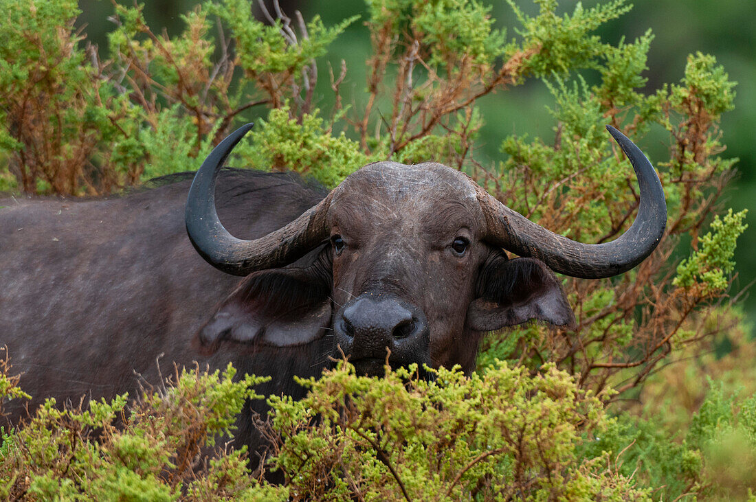 Cape buffalo hiding in the bush