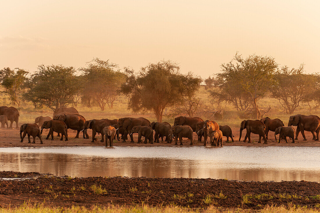 Herd of African elephants drinking at a water hole
