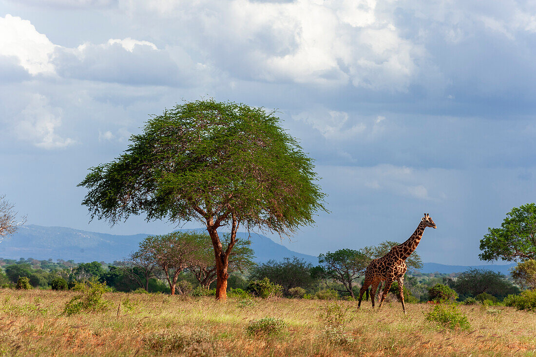 Giraffe walking in the savanna among acacia trees
