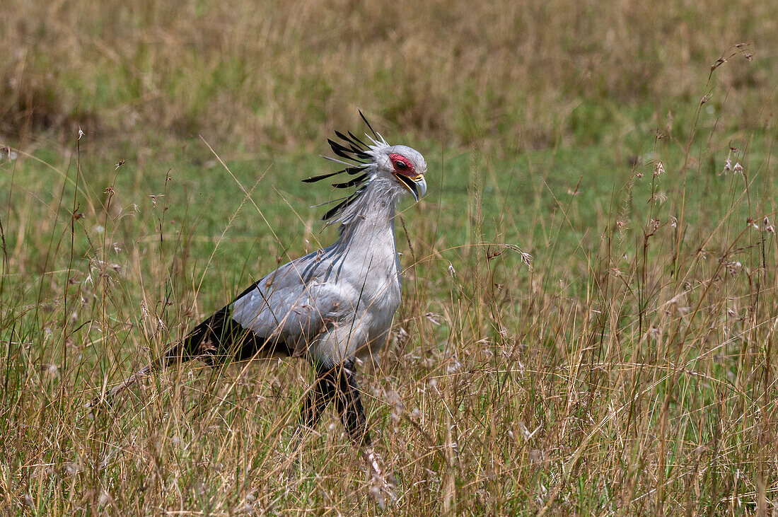 Secretary bird searching for snakes in tall grass
