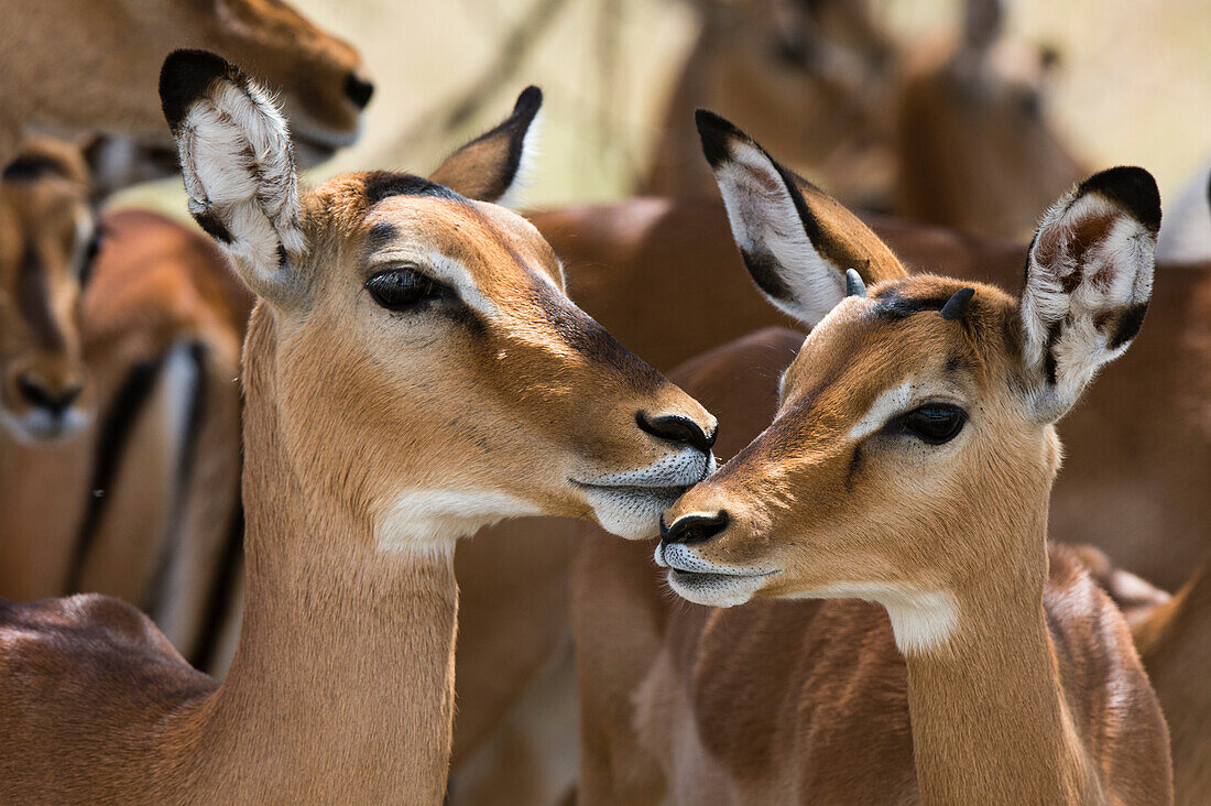Female and young male impala