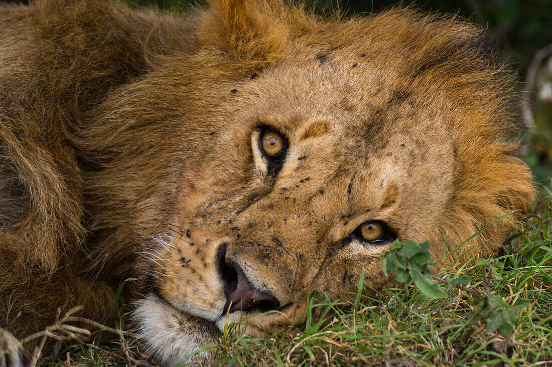 Close up portrait of a male lion facing the camera.
