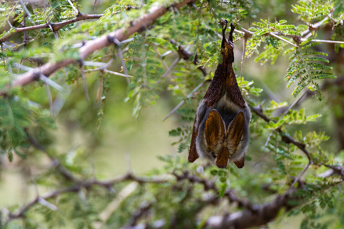 Yellow-winged bat haning upside down from an acacia tree