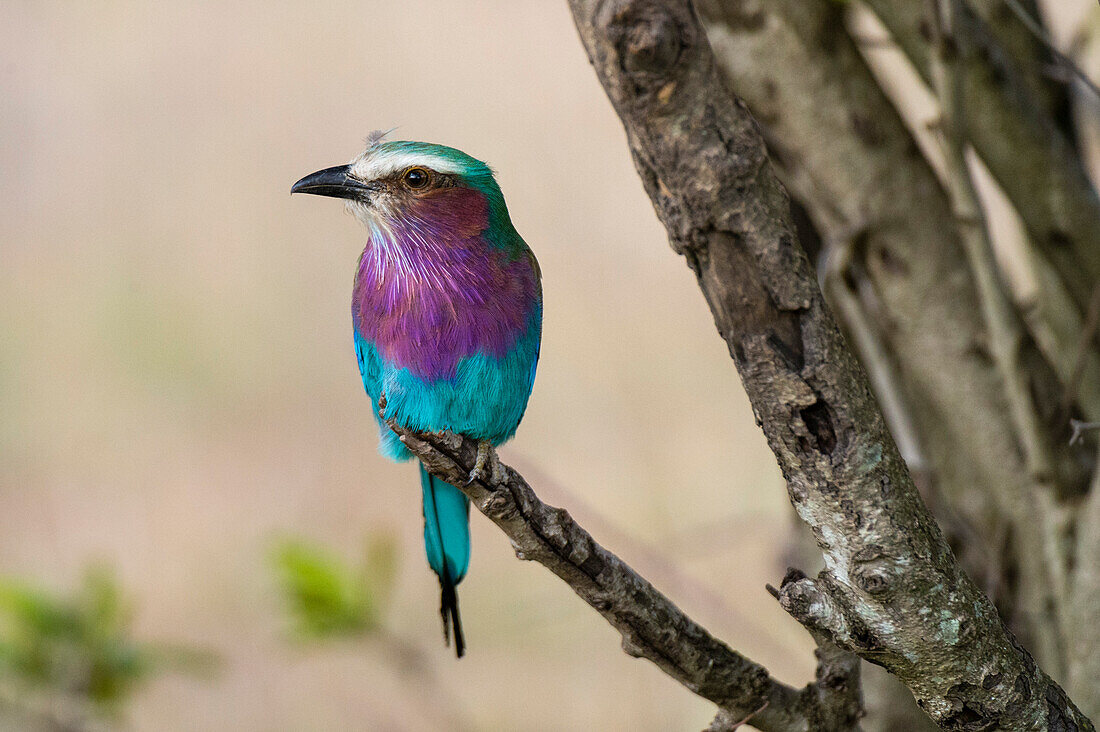 Lilac-breasted roller perched on a tree branch