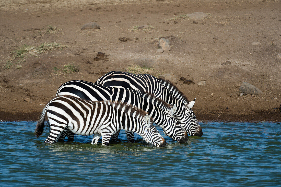 Plains zebras drinking at water hole