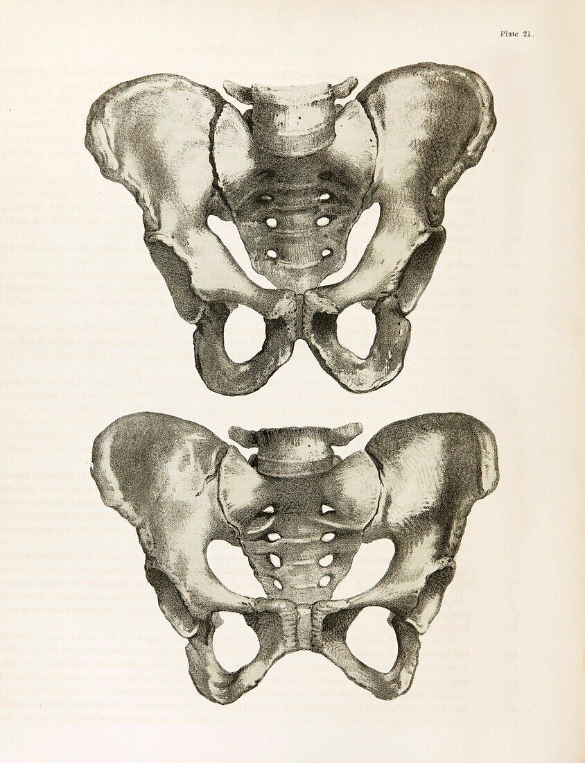 Pelvis anatomy, 19th century illustration