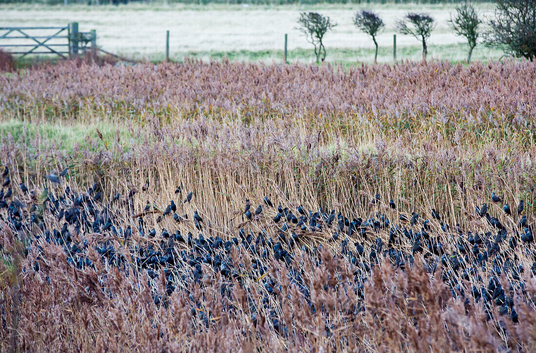 Common starlings roosting