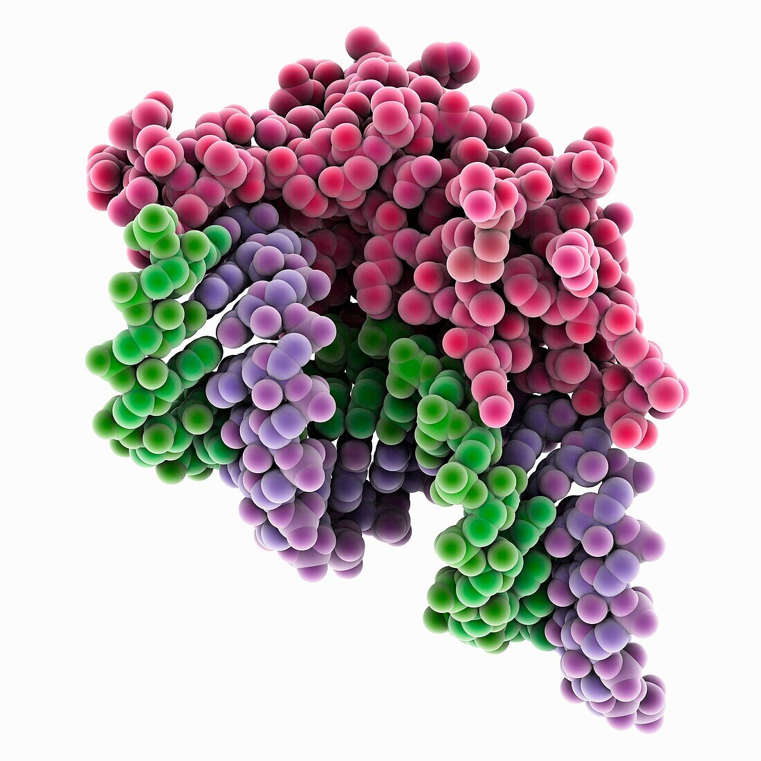 siRNA complexed with p19 virus protein, molecular model