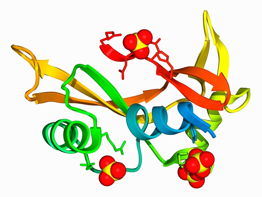 Human angiogenin ALS variant, molecular model
