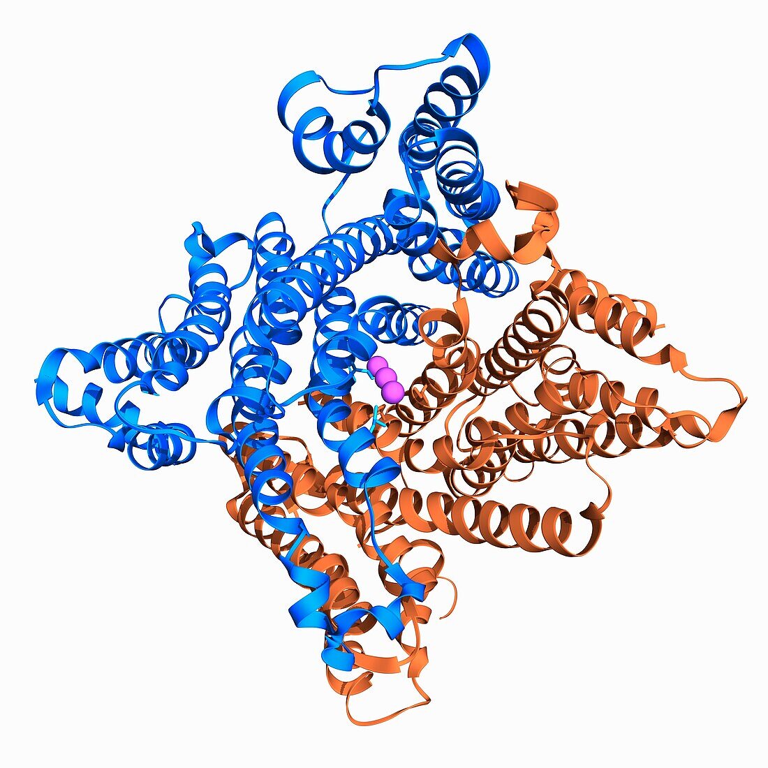 Membrane potassium channel TMEM175, molecular model
