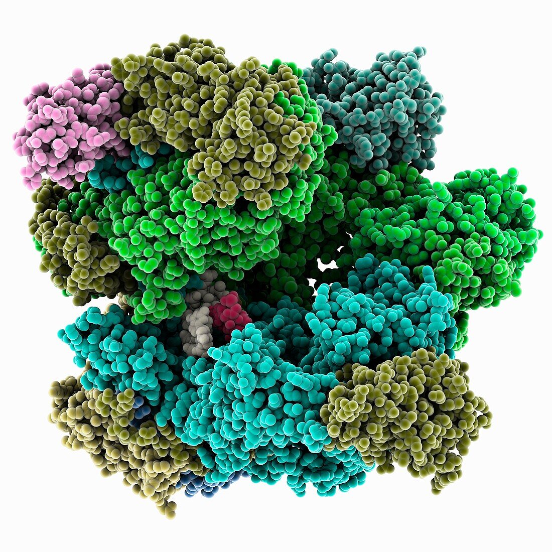 Poxvirus transcription process, molecular model
