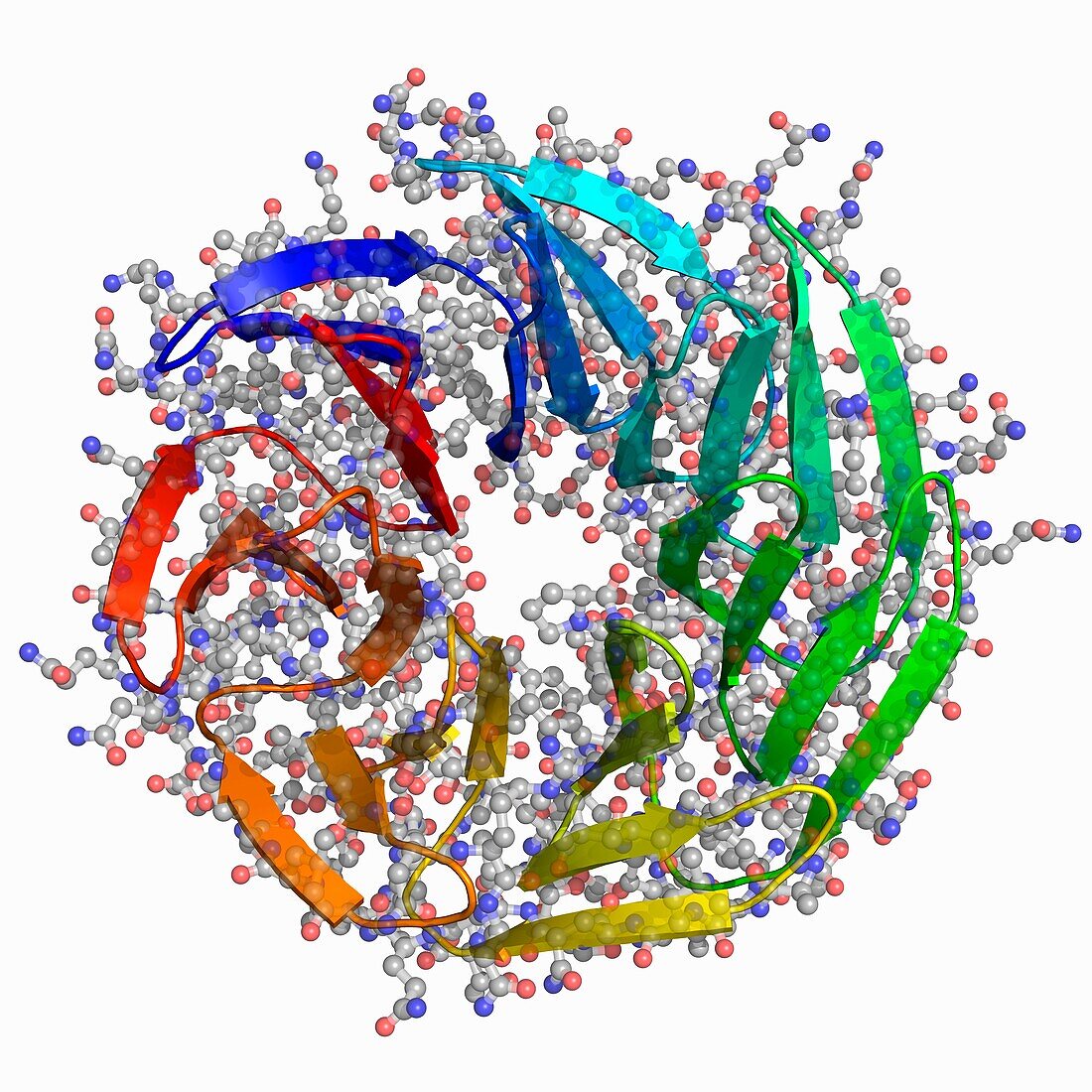 WRAP-T 7-bladed designer protein, molecular model