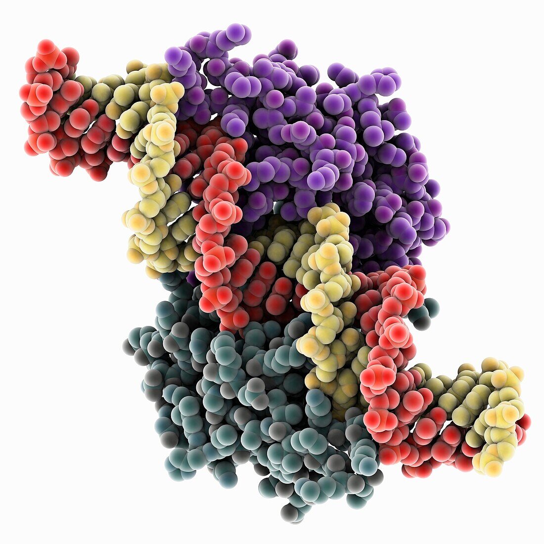 Haeme sensor protein complexed with DNA, molecular model