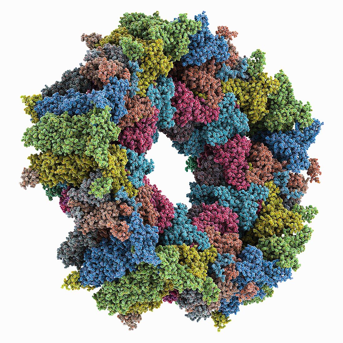 Betaherpes virus portal, molecular model