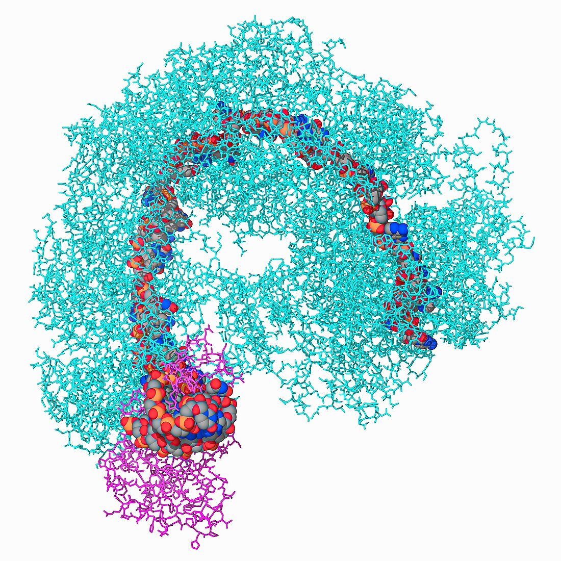 CRISPR-Cas complex, molecular model