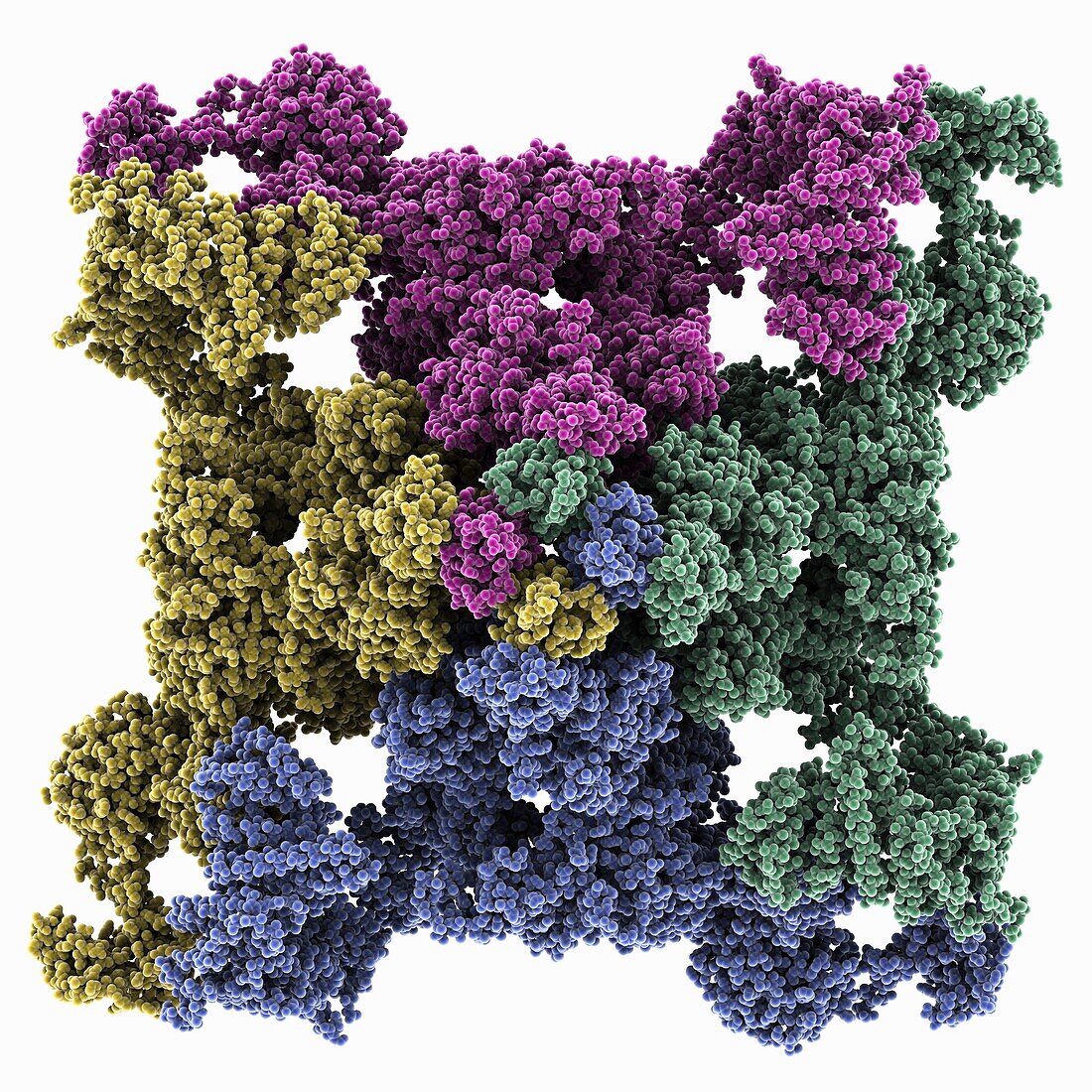 Rabbit Ryanodine Receptor 1 structure, molecular model