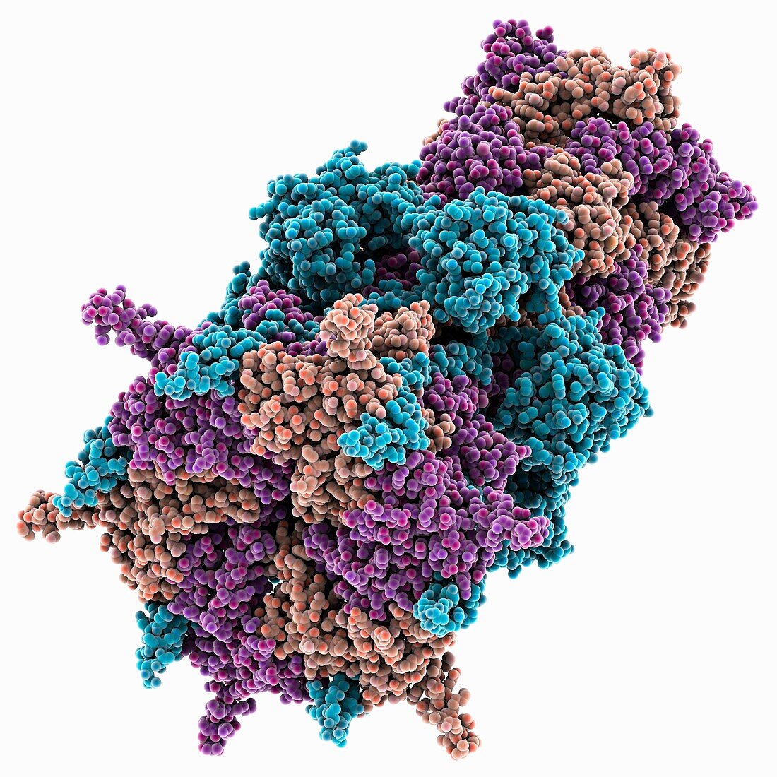 T7 DNA ejectosome periplasmic tunnel, molecular model