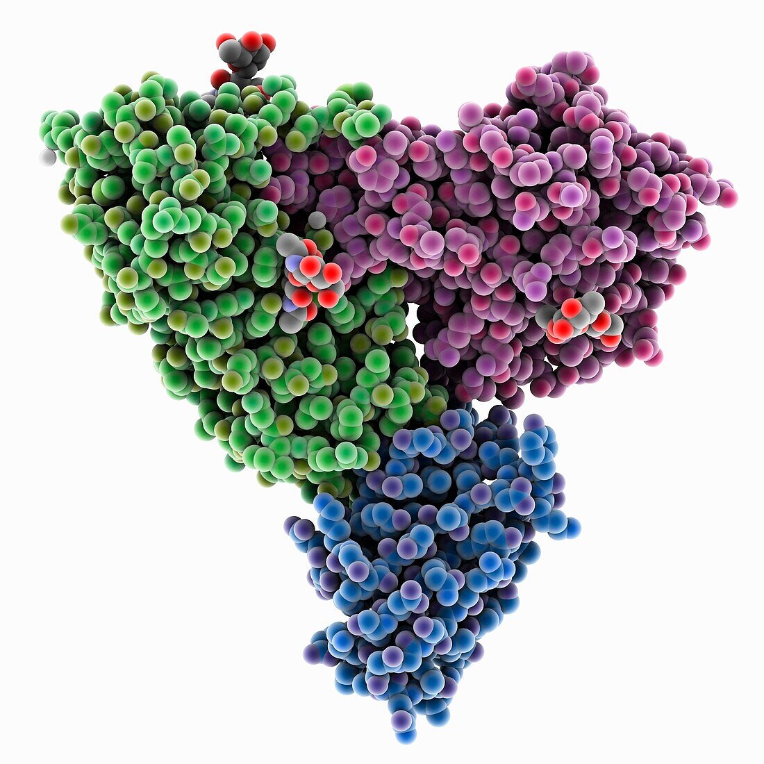 Ricin complexed with antibody V5G6, molecular model