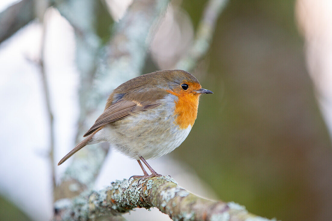 Robin fluffed up against the cold